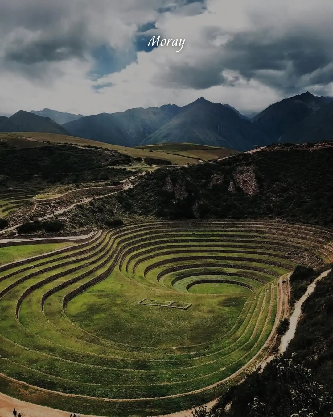 moray